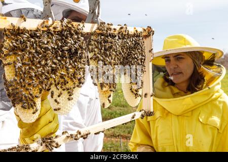 Professional beekeepers with smoker checking honeycomb with bees while working in apiary in summer day Stock Photo