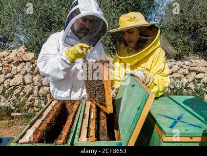 Professional male and female beekeepers inspecting honeycomb with bees while working in apiary in summer day Stock Photo
