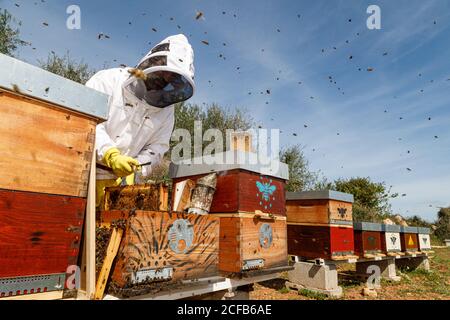 Male beekeeper in white protective work wear holding honeycomb with bees while collecting honey in apiary Stock Photo