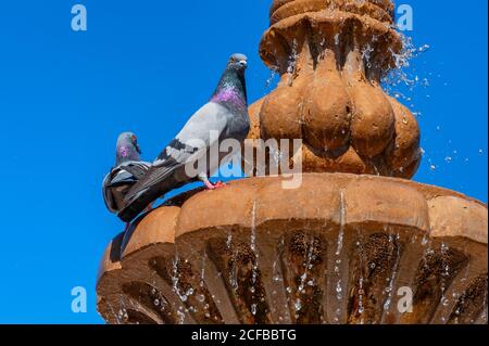 Two pigeons perch on edge of a water fountain under blue skies Stock Photo