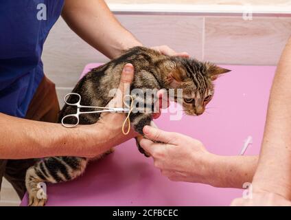 From above of unrecognizable vet doctors performing medical procedures with cat on table in vet clinic Stock Photo