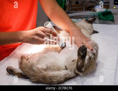From above of crop veterinarian using modern cutter while shaving belly of white cat in modern vet clinic Stock Photo