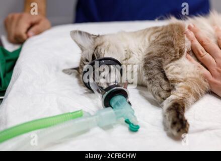From above unrecognizable person hands touching calm cat lying on table with anesthetic apparatus on muzzle in modern vet clinic Stock Photo