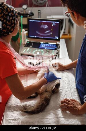 Side view of anonymous crop male and female vet doctors in uniforms examining cat with modern ultrasound in vet clinic