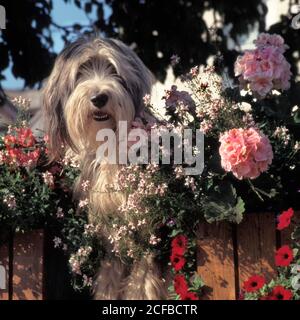 Long haired bearded collie dog on garden wall & looking out gap in boundary fence pelargonium & petunia flowers in summer bloom Dunster Somerset UK Stock Photo