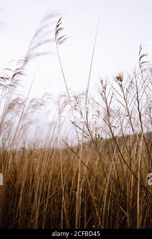 Tall dry grass waving under wind against gray sky in wonderful field in countryside Stock Photo