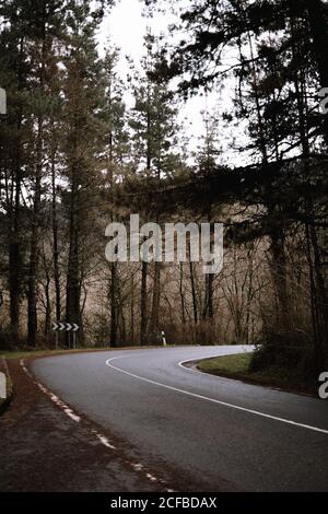 Narrow asphalt road going through wonderful forest with conifer trees in majestic countryside Stock Photo