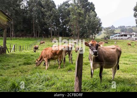 American Brahman Cow Cattle grazing on a farm in Cartago, Costa Rica Stock Photo