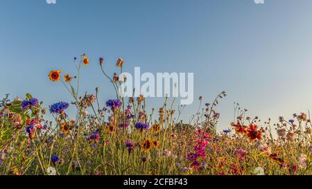 Colourful wildflowers in blue, red, and yellow against the blue sky, Høll, Denmark, August 14, 2020 Stock Photo