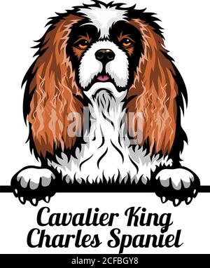 Cavalier King Charles Spaniel - Color Peeking Dogs - breed face head isolated on white Stock Vector