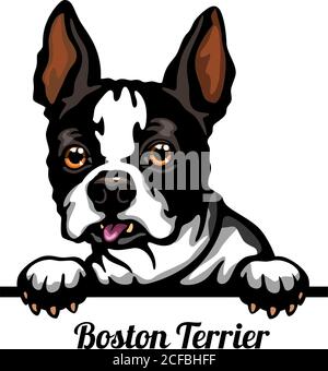 Boston Terrier - Color Peeking Dogs - breed face head isolated on white Stock Vector