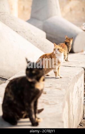 A line of cats on an ancient city wall Stock Photo