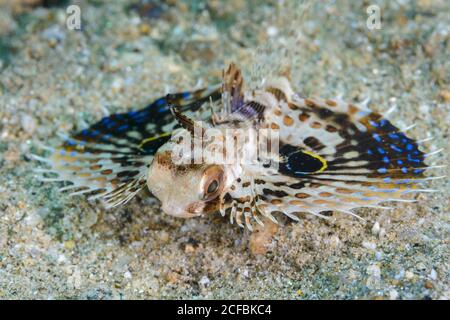 Juvenile Helmut Gurnard, Dactyloptena orientalis, Ambon, Indonesia, Banda Sea, Pacific Ocean Stock Photo