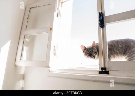 Grey cat peeks through an open window Stock Photo