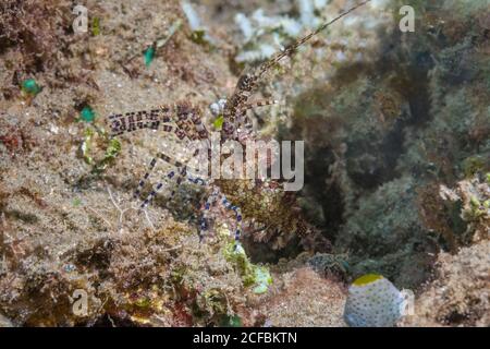 Common Marbled Shrimp, Saron marmoratus, Ambon, Indonesia, Banda Sea Stock Photo