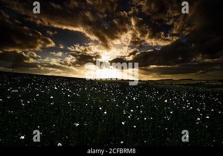 Setting Sun, White Poppies, Dramatic Sky Stock Photo
