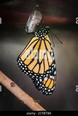Close up of monarch butterfly moments after emerging from chrysalis. Stock Photo