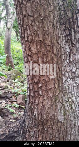 The trunk is the most important part of the tree for timber production Stock Photo