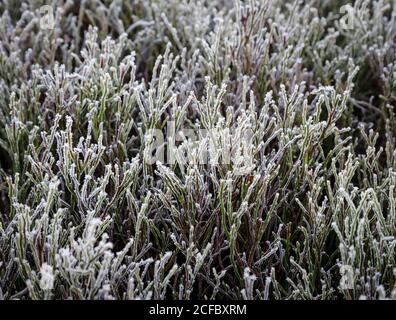 Forest blueberry with frost in winter Stock Photo