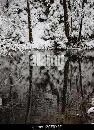 Pond in the forest in winter Stock Photo
