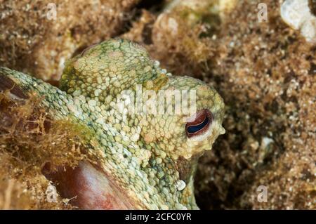 Underwater closeup view of the eyes of a common octopus (Octopus vulgaris) in the Mediterranean sea (Majorca, Balearic Islands, Spain) Stock Photo