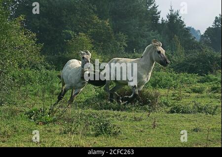 NORWEGIAN FJORD HORSE, ADULTS GALLOPING THROUGH MEADOW Stock Photo
