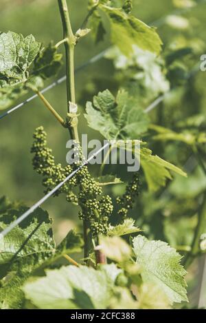 Close up of green leaves of grape vine tree before harvest with unripe fruits, growing in vineyard. Farm winery and wine growing Stock Photo