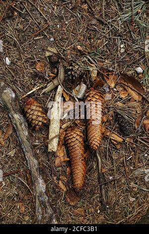 From above fallen fir and pine cones of coniferous trees in forest of Southern Poland on daytime Stock Photo