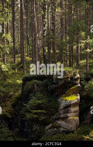 Stacked rocks covered with green grass and tree trunks growing in summer forest in Southern Poland Stock Photo