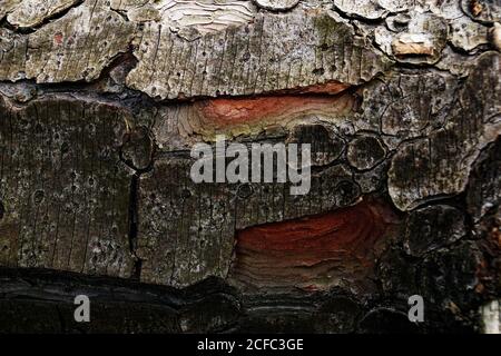Closeup of old shabby wooden log with cracked bark in forest of Southern Poland on daytime Stock Photo