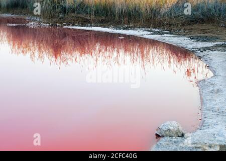 Beautiful natural pool with salt crystals and withered grass on shore reflected in pink water on daytime Stock Photo