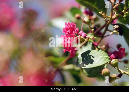 Aromatic saturated red flower on thin leg growing on bush with dark green leaves Stock Photo