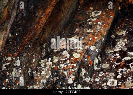 Closeup of natural abstract lichen growing on bark of old tree Stock Photo