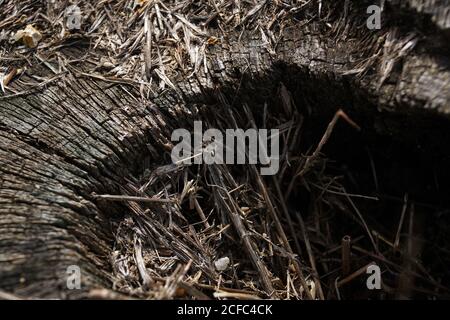 From above old stump of felled tree with dry cracked surface in forest Stock Photo