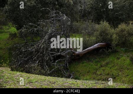 Aged tree with dry branches and roots lying on green meadow against lush woods Stock Photo