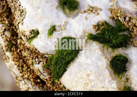 Beautiful closeup of green fluffy moss on stone Stock Photo