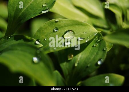 Water drops on green leaves Stock Photo