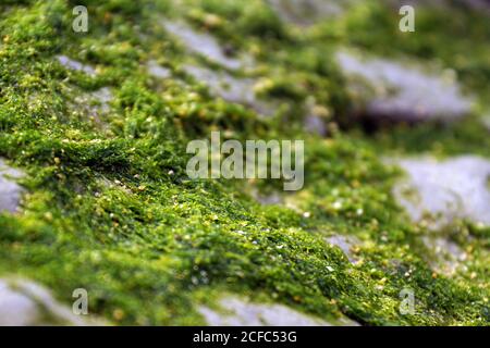 Beautiful closeup of green fluffy moss on stone Stock Photo