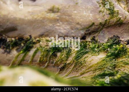 Beautiful wet algae on stone Stock Photo