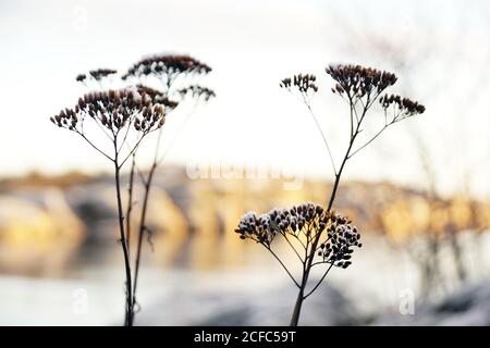 Frozen flowers on hill in winter Stock Photo