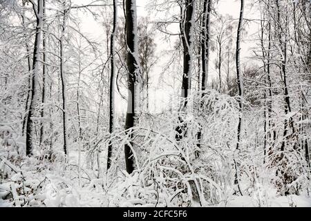 Frosted winter offers woods