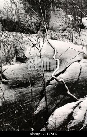 icy leafless trees next to high rocky slope with evergreen trees in tranquil winter forest Stock Photo