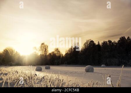 Smooth frozen field with snow covering hay rolls in sunrays above distant dark forest in winter season Stock Photo