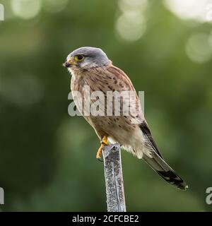 The male Kestrel hunting on top of a round pole to catch a new meal for his nestlings with a nice defocused tree in the background Stock Photo