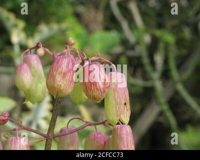 Close up shot of Bryophyllum pinnatum at Taipei, Taiwan Stock Photo