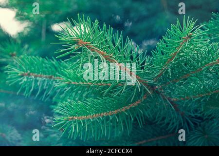 Background of amazing spruce branches. Christmas tree in colorful green and blue colors. Stock Photo