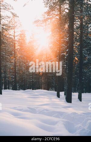Picturesque winter landscape with sun shining through branches of pine trees in winter forest with white snowdrifts in Finnish countryside Stock Photo
