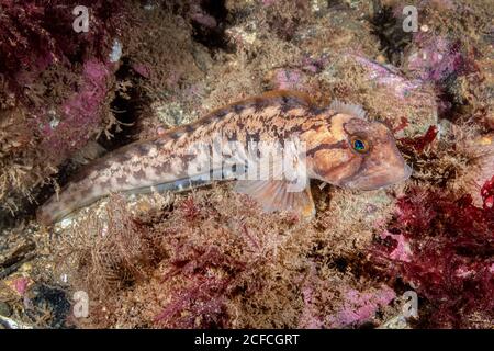 Ocean Pout, Zoarces americanus, Eastport, Maine, USA, Atlantic Ocean Stock Photo