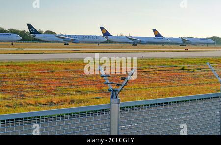 Parked aircraft of Lufthansa, corona pandemic, Frankfurt Airport, Hesse, Germany Stock Photo