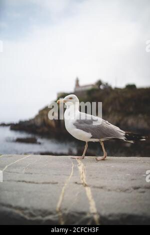 White gray seagull walking on stone edge on scenic coast of Asturias, Spain in cloudy weather Stock Photo
